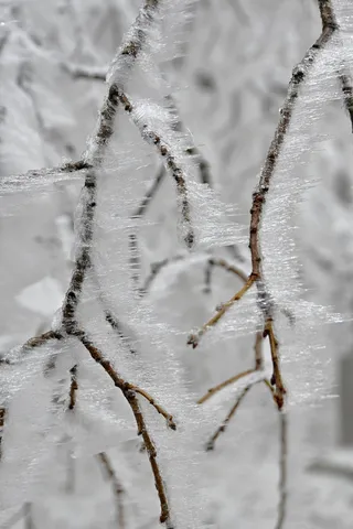 冬天被冻住的树枝