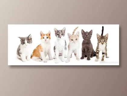 一群小猫咪图片