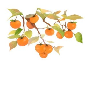 柿子树枝免抠