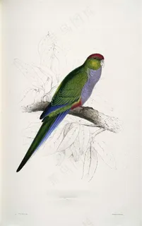 鹦鹉特写彩色羽毛jpg素材