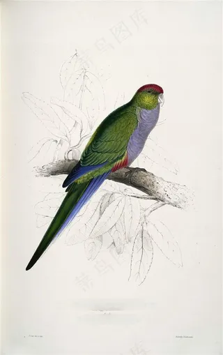 鹦鹉特写彩色羽毛jpg素材