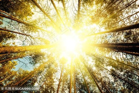 阳光直射树林高清图片