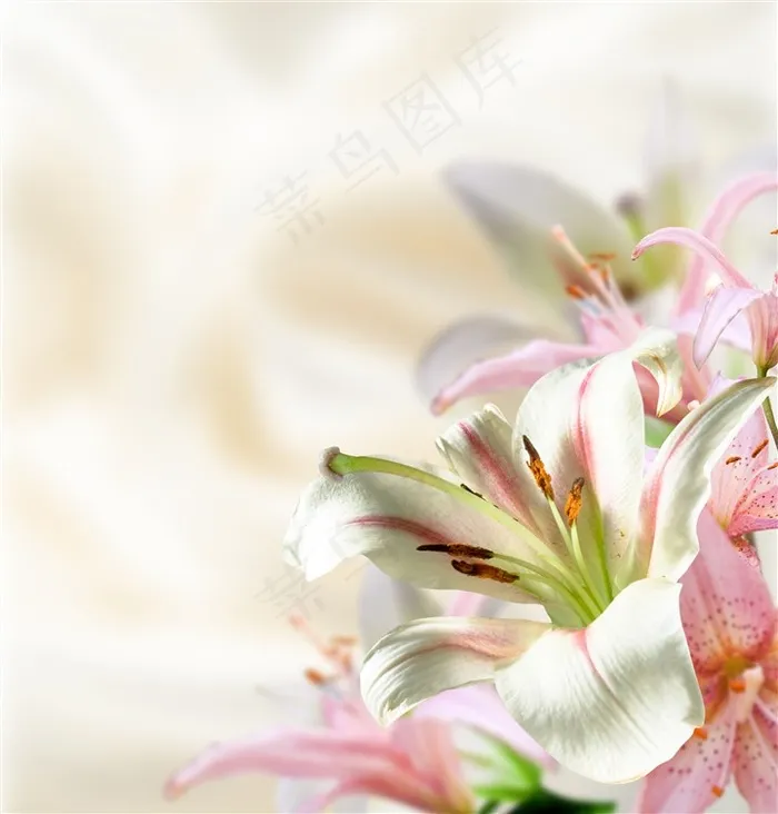 红白色百合花近景特写摄影高清图片