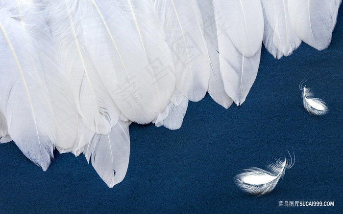 白色羽毛高清艺术装饰画