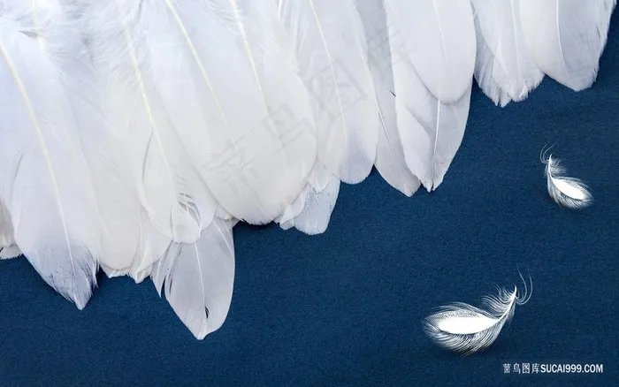 白色羽毛高清艺术装饰画