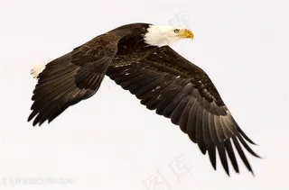白色背景飞翔的老鹰图片素材