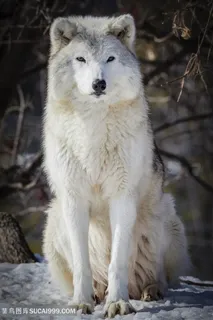 高清蹲坐在雪地里英姿飒爽的狼图片