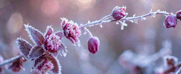 冬天冬季树枝雪景唯美浪漫大雪小雪结冰摄影图(1712x704)