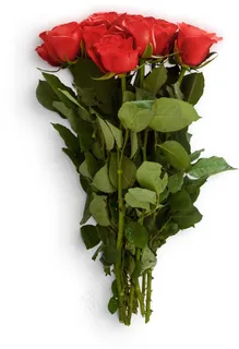一大束玫瑰花朵