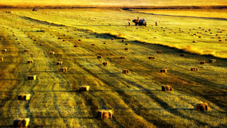 秋天秋日草地高清背景