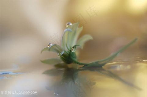 唯美水滴雏菊鲜花图片