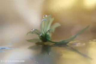 唯美水滴雏菊鲜花图片