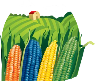 玉米现代农业
