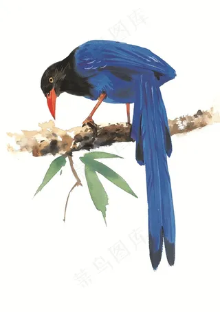 树枝上的喜鹊插画素材