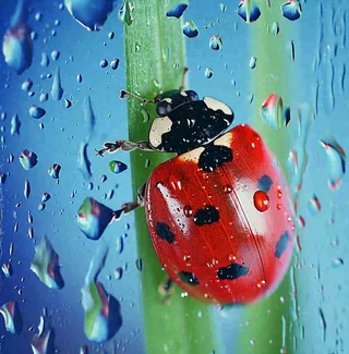 玻璃雨水下的绿叶昆虫七星瓢虫，彩色植物摄影图