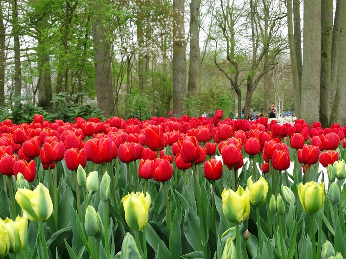 林间红黄郁金香花海鲜花图片