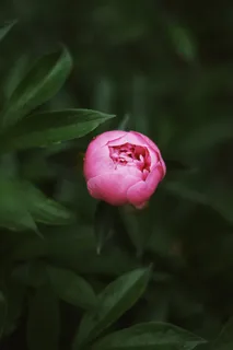 含苞待放粉色月季花图片 含苞待放粉色月季花图片