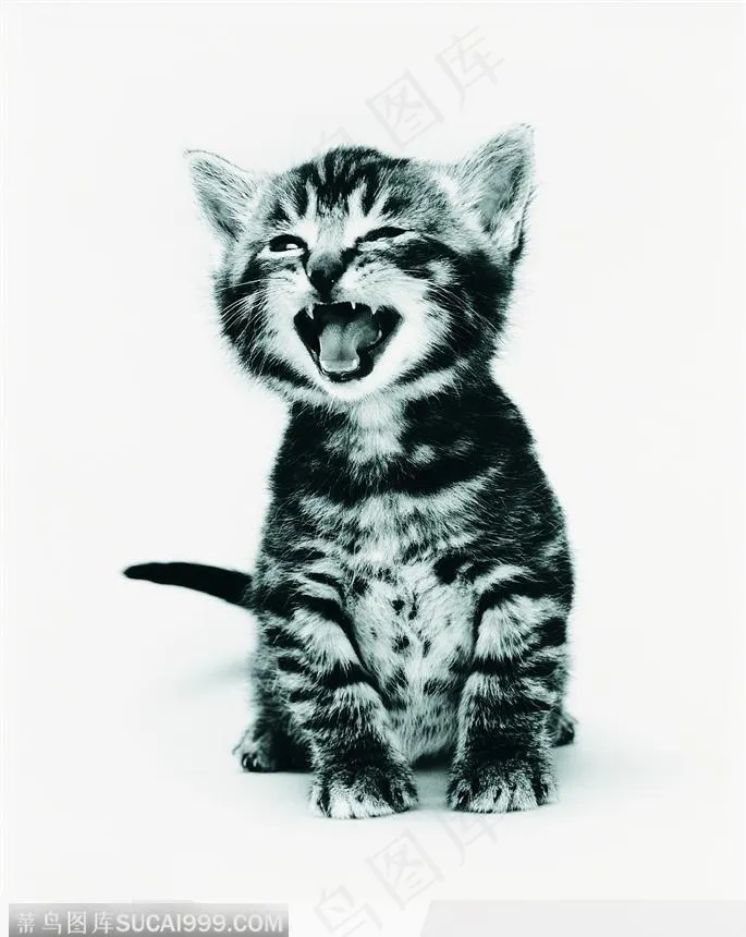 宠物猫（傻笑）