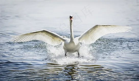美丽的天鹅大图