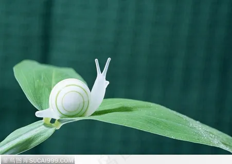 叶片上的白蜗牛