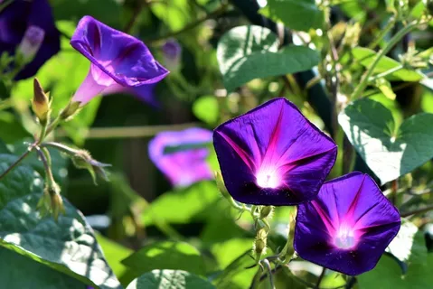 漂亮紫色牵牛花图片 漂亮紫色牵牛花图片