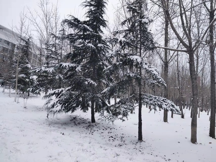 校园植物雪景图片安静