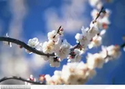 四季花木-美丽的白色梅花