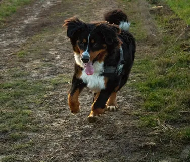 可爱奔跑狗狗图片