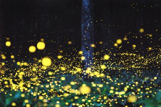 萤火虫效果psd素材