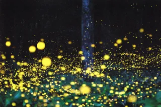 萤火虫效果psd素材