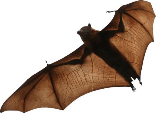 蝙蝠 PNG(619x449)