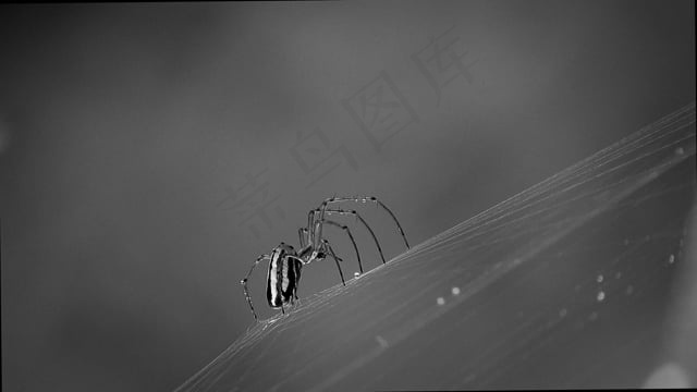黑和白, 昆虫, 蜘蛛, 哥伦比亚