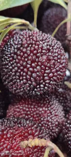 新鲜/水果/杨梅/新鲜杨梅/鲜嫩多汁/拍摄