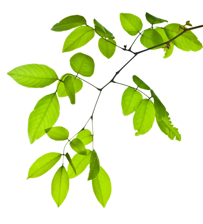 树木树枝树叶免扣素材