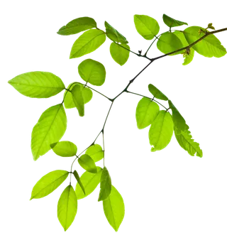 树木树枝树叶免扣素材