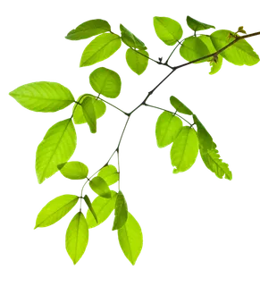 树木树枝树叶免扣素材 树木树枝树叶免扣素材