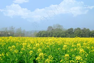 金色油菜花花海图片