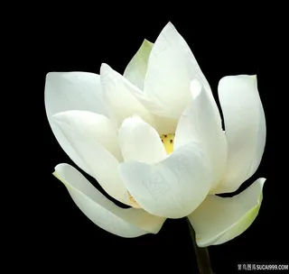 黑底白莲花荷花