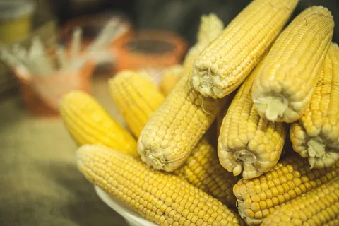 黄色熟玉米棒子图片 黄色熟玉米棒子图片