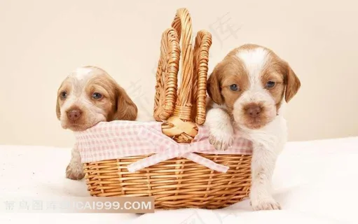 趴在竹编篮子里的两只小狗