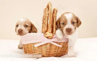 趴在竹编篮子里的两只小狗