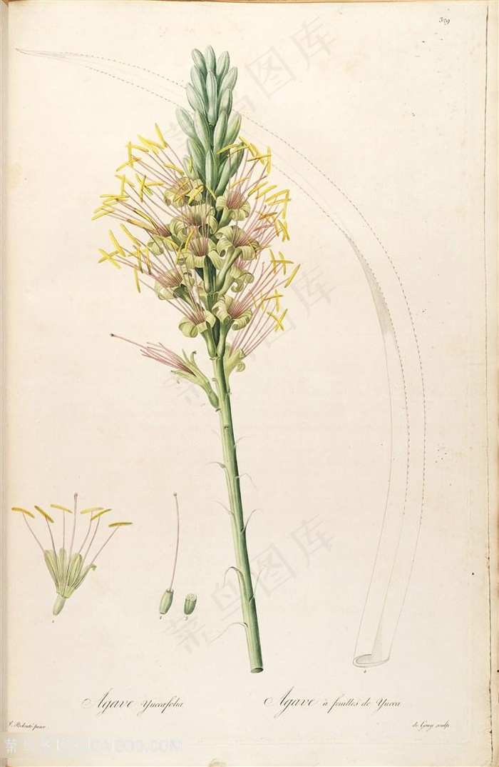 雷杜德原版高清唯美花束花草图谱素材