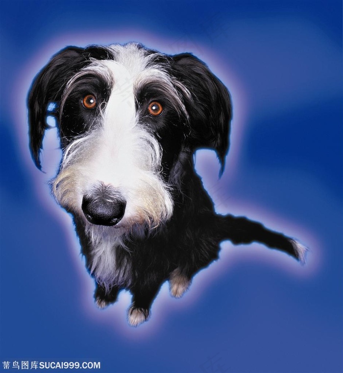 小型犬-站立的可爱狗狗