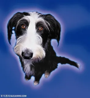 小型犬-站立的可爱狗狗