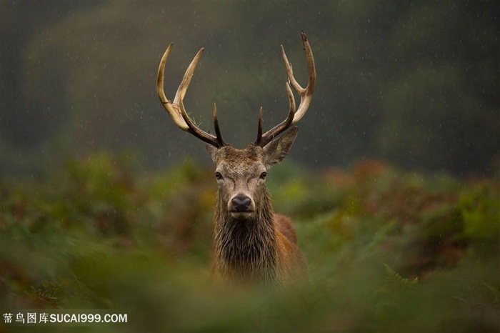 唯美的麋鹿图片素材