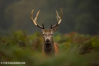 唯美的麋鹿图片素材