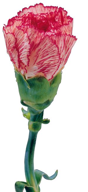 一束康乃馨大图片