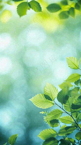 阳光明媚春天春意盎然嫩草，发芽，春分，立春摄影图