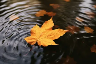 秋天水中落叶枫叶摄影图