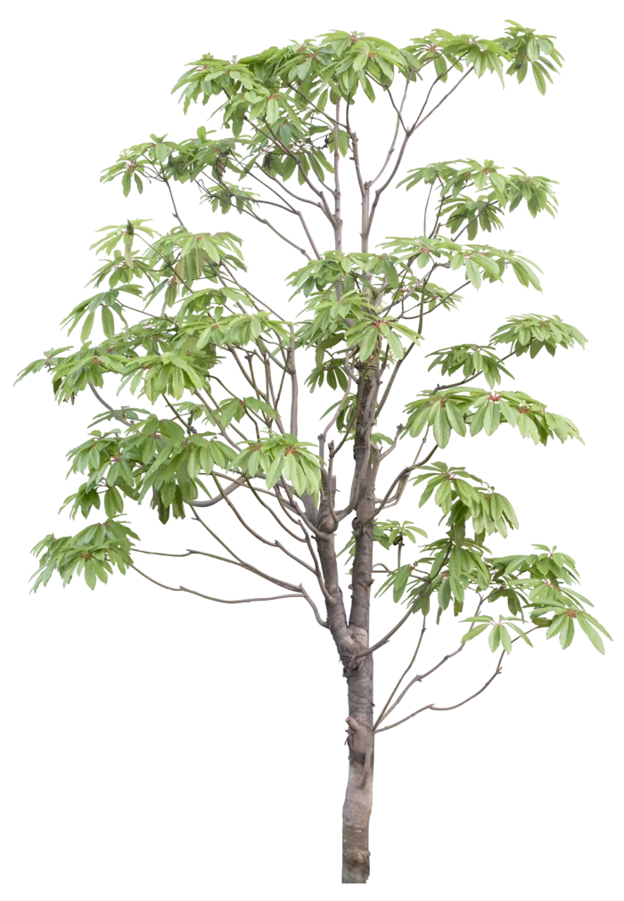 高清树木素材 免抠PSD植物素材 美术绘画园林贴图 树草灌木花草